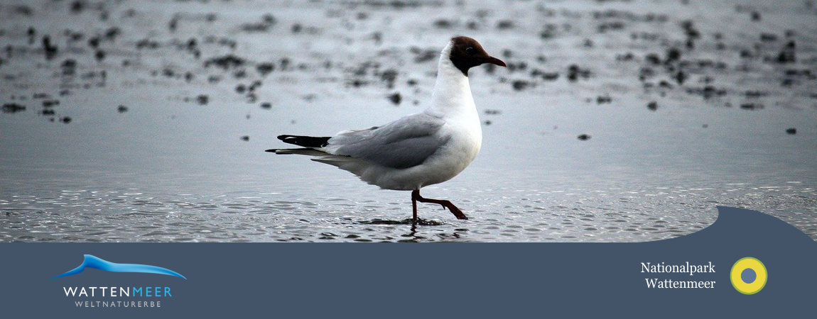 Vogel