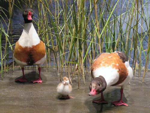 Enten