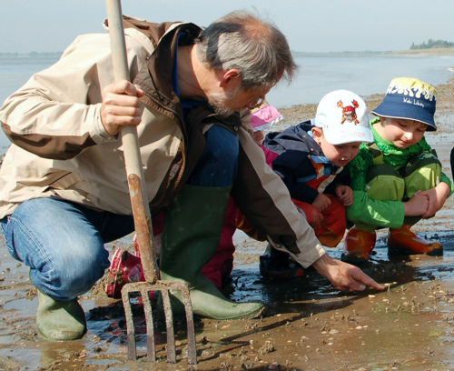 Wattzwerge bei der Muschelsuche