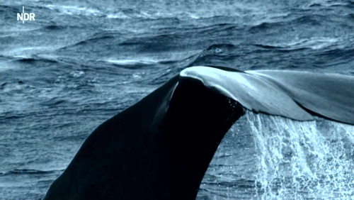 Naturfilm "Wale vor unserer Küste"