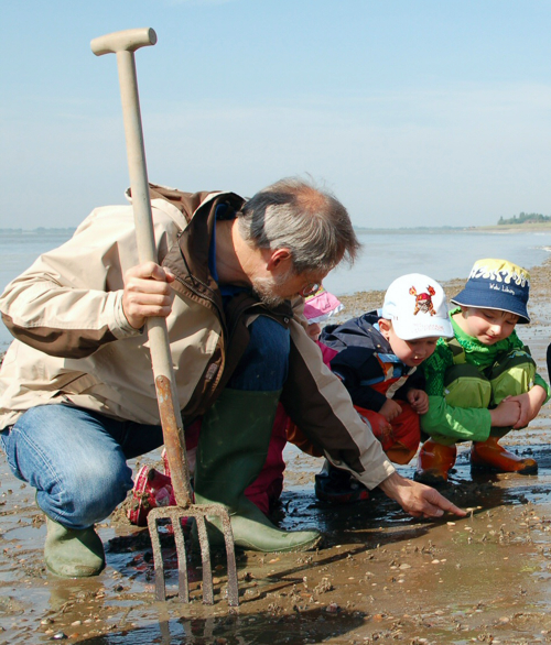 Wattzwerge bei der Muschelsuche